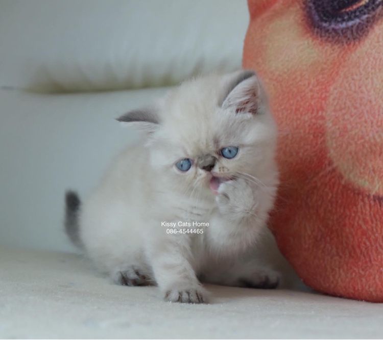 Sold ลูกแมว Exotic SH (colour point) Himalayan lynx point รูปที่ 4