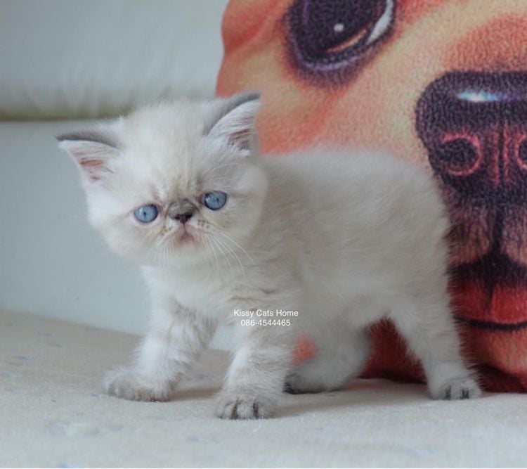 Sold ลูกแมว Exotic SH (colour point) Himalayan lynx point รูปที่ 2