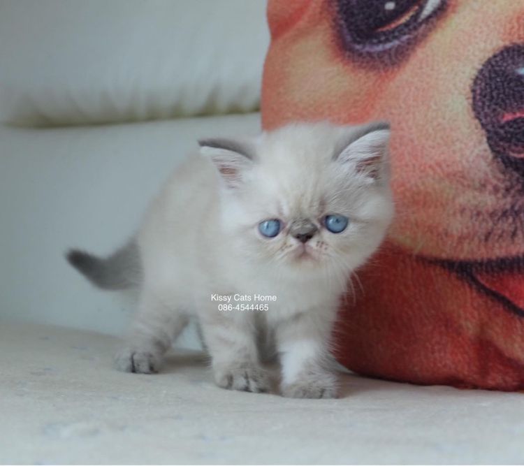 Sold ลูกแมว Exotic SH (colour point) Himalayan lynx point รูปที่ 5