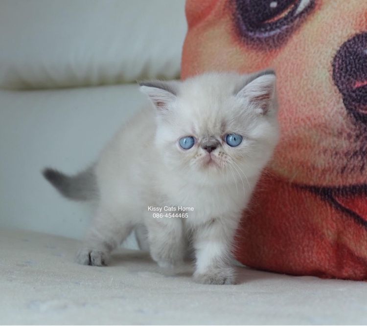 Sold ลูกแมว Exotic SH (colour point) Himalayan lynx point รูปที่ 6