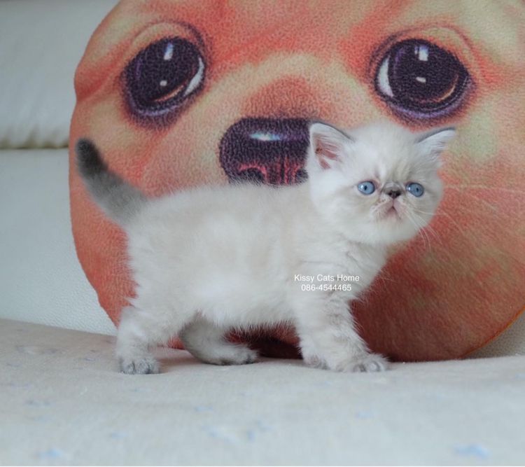Sold ลูกแมว Exotic SH (colour point) Himalayan lynx point รูปที่ 3