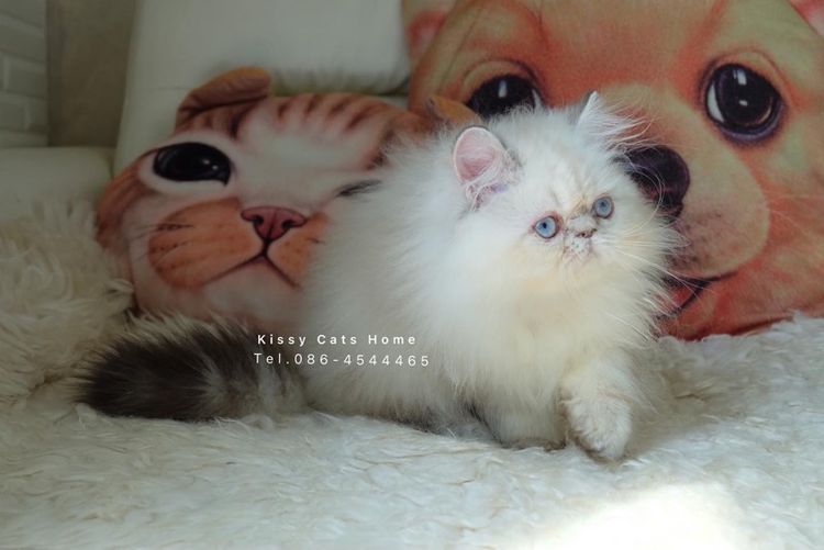 SOLDแปลว่าขายแล้ว ลูกแมว exotic longhair เอ็กซ์โซติกขนยาว ตาสีฟ้า หิมาลายัน ช็อคโกแลตลิ้งซ์พ้อย รูปที่ 17