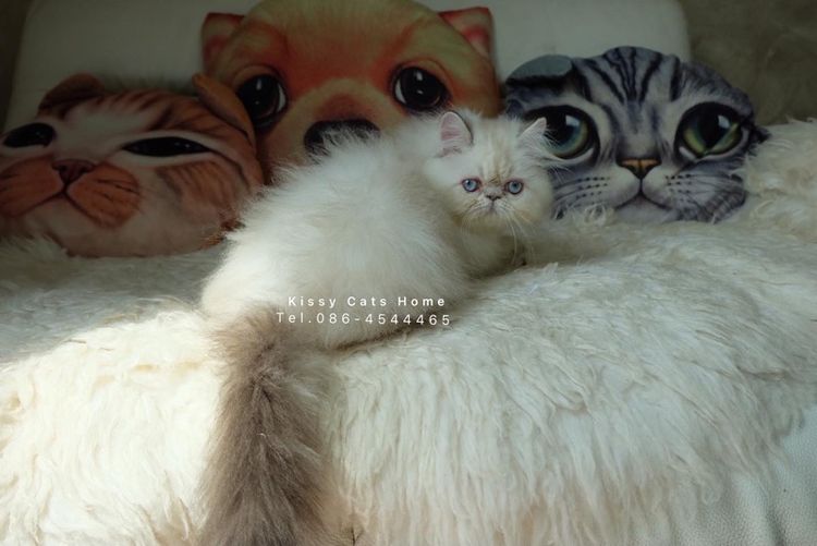 SOLDแปลว่าขายแล้ว ลูกแมว exotic longhair เอ็กซ์โซติกขนยาว ตาสีฟ้า หิมาลายัน ช็อคโกแลตลิ้งซ์พ้อย รูปที่ 15