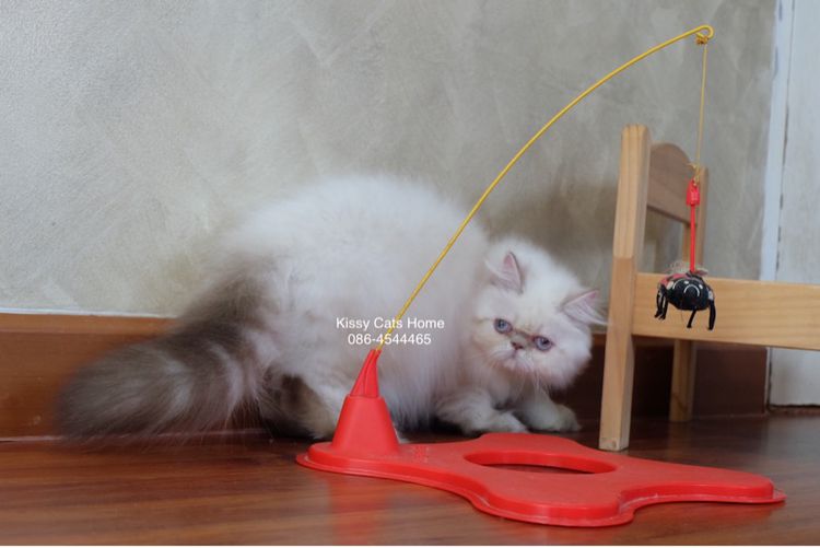 SOLDแปลว่าขายแล้ว ลูกแมว exotic longhair เอ็กซ์โซติกขนยาว ตาสีฟ้า หิมาลายัน ช็อคโกแลตลิ้งซ์พ้อย รูปที่ 5