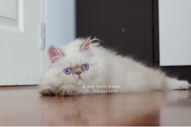 SOLDแปลว่าขายแล้ว ลูกแมว exotic longhair เอ็กซ์โซติกขนยาว ตาสีฟ้า หิมาลายัน ช็อคโกแลตลิ้งซ์พ้อย รูปที่ 11