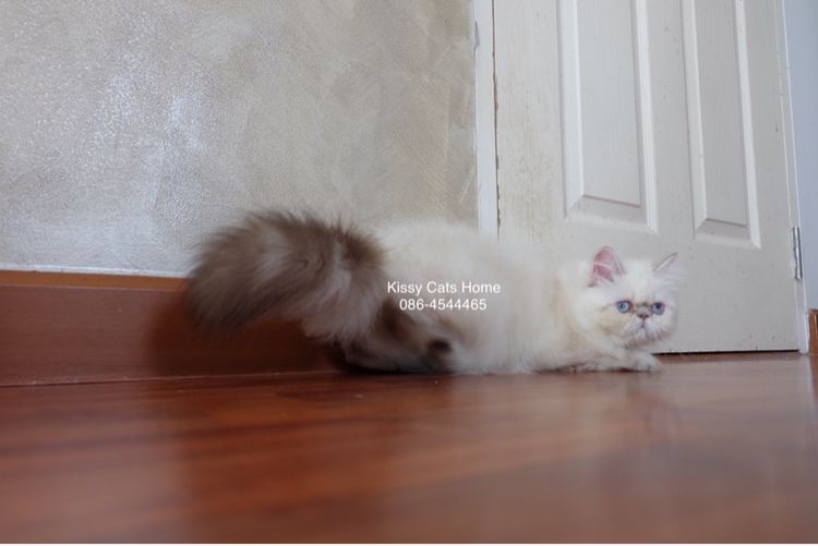 SOLDแปลว่าขายแล้ว ลูกแมว exotic longhair เอ็กซ์โซติกขนยาว ตาสีฟ้า หิมาลายัน ช็อคโกแลตลิ้งซ์พ้อย รูปที่ 3