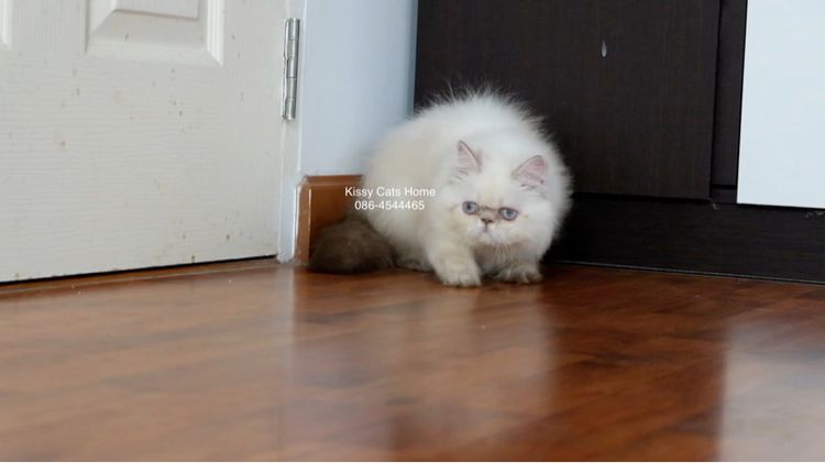 SOLDแปลว่าขายแล้ว ลูกแมว exotic longhair เอ็กซ์โซติกขนยาว ตาสีฟ้า หิมาลายัน ช็อคโกแลตลิ้งซ์พ้อย รูปที่ 9