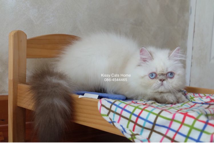 SOLDแปลว่าขายแล้ว ลูกแมว exotic longhair เอ็กซ์โซติกขนยาว ตาสีฟ้า หิมาลายัน ช็อคโกแลตลิ้งซ์พ้อย รูปที่ 2