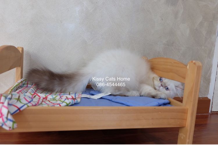 SOLDแปลว่าขายแล้ว ลูกแมว exotic longhair เอ็กซ์โซติกขนยาว ตาสีฟ้า หิมาลายัน ช็อคโกแลตลิ้งซ์พ้อย รูปที่ 8