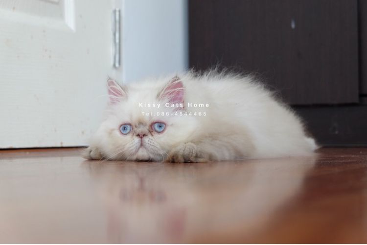 SOLDแปลว่าขายแล้ว ลูกแมว exotic longhair เอ็กซ์โซติกขนยาว ตาสีฟ้า หิมาลายัน ช็อคโกแลตลิ้งซ์พ้อย รูปที่ 12