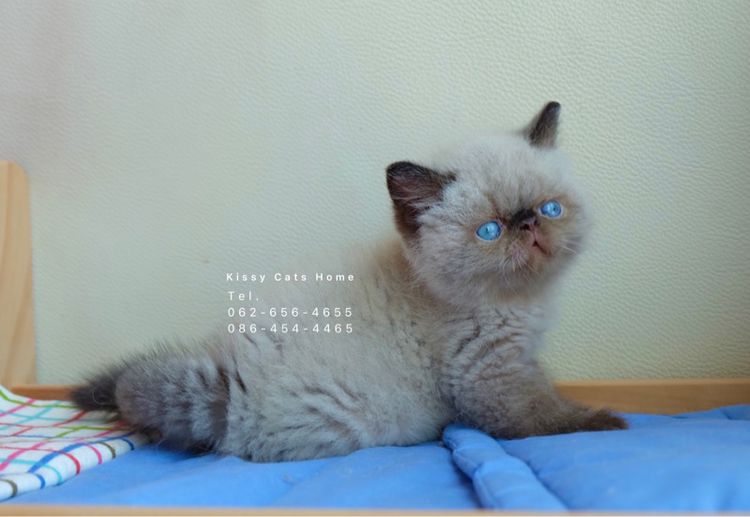 SOLDแปลว่าขายแล้วจ้า ลูกแมวเอ็กโซติกขนสั้น หิมาลายัน exotic shorthair chocolate Point เอ็กซ์โซติกขนสั้นที่เป็นสีหิมาลายัน รูปที่ 5