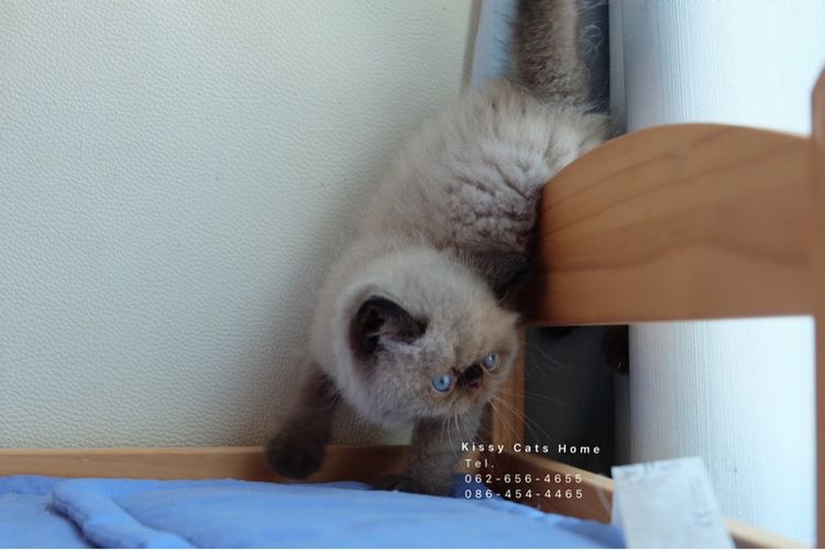 SOLDแปลว่าขายแล้วจ้า ลูกแมวเอ็กโซติกขนสั้น หิมาลายัน exotic shorthair chocolate Point เอ็กซ์โซติกขนสั้นที่เป็นสีหิมาลายัน รูปที่ 8