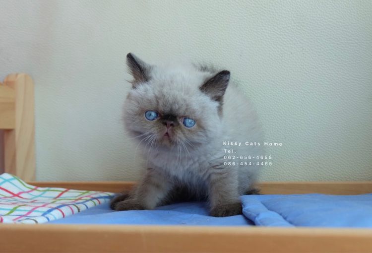 SOLDแปลว่าขายแล้วจ้า ลูกแมวเอ็กโซติกขนสั้น หิมาลายัน exotic shorthair chocolate Point เอ็กซ์โซติกขนสั้นที่เป็นสีหิมาลายัน รูปที่ 4