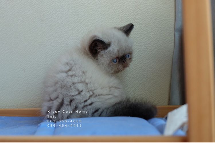 SOLDแปลว่าขายแล้วจ้า ลูกแมวเอ็กโซติกขนสั้น หิมาลายัน exotic shorthair chocolate Point เอ็กซ์โซติกขนสั้นที่เป็นสีหิมาลายัน รูปที่ 9