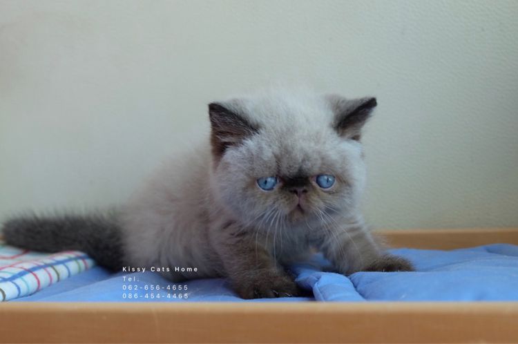SOLDแปลว่าขายแล้วจ้า ลูกแมวเอ็กโซติกขนสั้น หิมาลายัน exotic shorthair chocolate Point เอ็กซ์โซติกขนสั้นที่เป็นสีหิมาลายัน รูปที่ 7