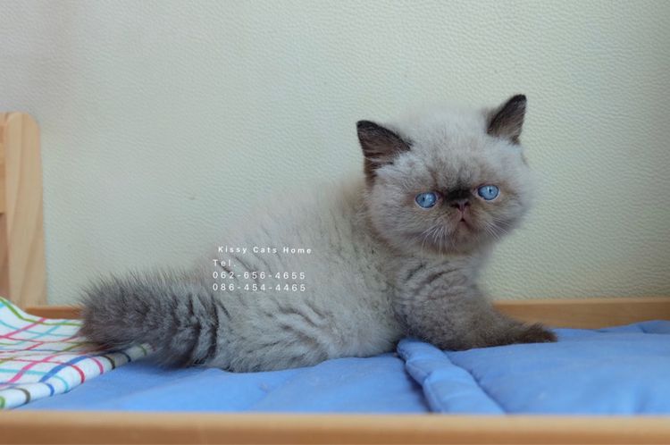 SOLDแปลว่าขายแล้วจ้า ลูกแมวเอ็กโซติกขนสั้น หิมาลายัน exotic shorthair chocolate Point เอ็กซ์โซติกขนสั้นที่เป็นสีหิมาลายัน รูปที่ 6
