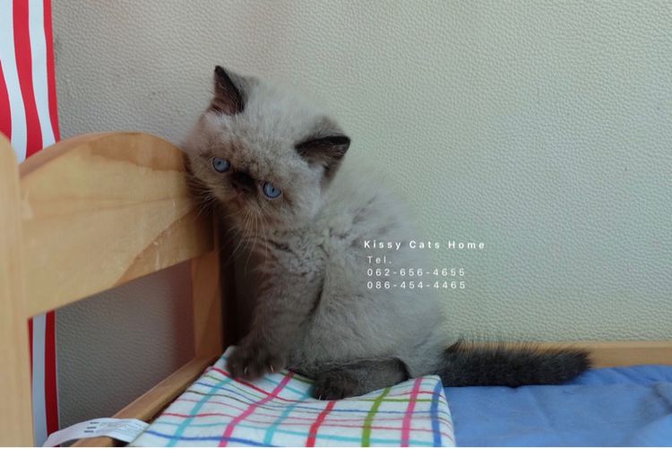 SOLDแปลว่าขายแล้วจ้า ลูกแมวเอ็กโซติกขนสั้น หิมาลายัน exotic shorthair chocolate Point เอ็กซ์โซติกขนสั้นที่เป็นสีหิมาลายัน รูปที่ 10
