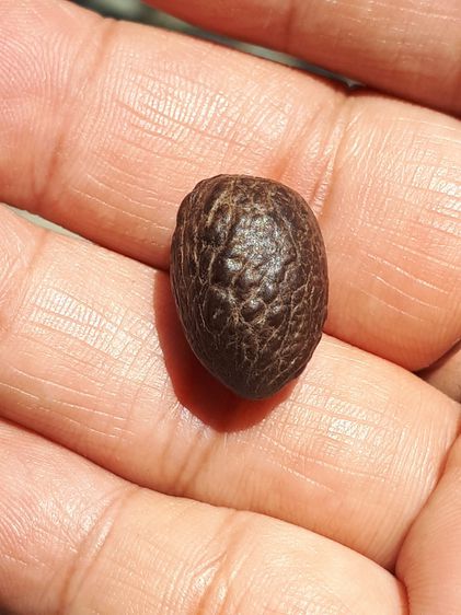 หมากทุย ขนาดประมาณ 2 CM. สีน้ำตาลอมดำ ผิวมัน อายุเมากกว่า 50 ปี มีน้ำหนัก สภาพสมบูรณ์ เก่า เนื้อแห้ง แข็ง ผิวมันแท้ แปลก หายาก พุทธคุณเน้นทา