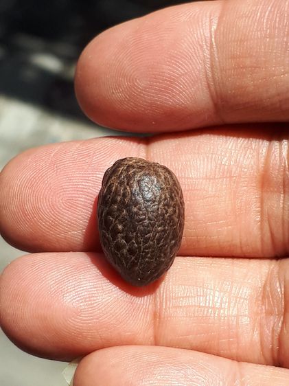 หมากทุย ขนาดประมาณ 2 CM. สีน้ำตาลอมดำ ผิวมัน อายุเมากกว่า 50 ปี มีน้ำหนัก สภาพสมบูรณ์ เก่า เนื้อแห้ง แข็ง ผิวมันแท้ แปลก หายาก พุทธคุณเน้นทา รูปที่ 5