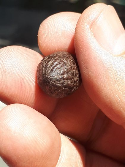 หมากทุย ขนาดประมาณ 2 CM. สีน้ำตาลอมดำ ผิวมัน อายุเมากกว่า 50 ปี มีน้ำหนัก สภาพสมบูรณ์ เก่า เนื้อแห้ง แข็ง ผิวมันแท้ แปลก หายาก พุทธคุณเน้นทา รูปที่ 4