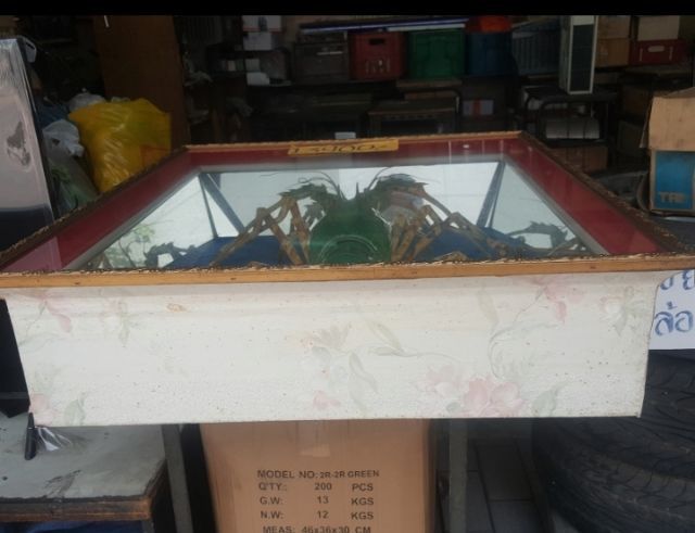 กรอบรูปภาพกุ้งมังกร รูปที่ 7