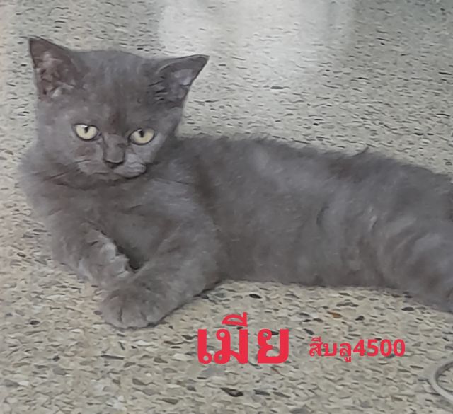 My Image 39