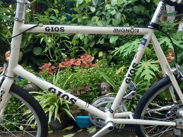 🍁GIOS MIGNON🍁 รูปที่ 2