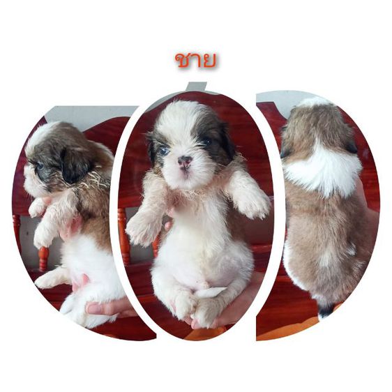 My Image 10