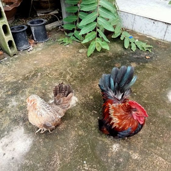 รายการ 98+ ภาพพื้นหลัง รูป ไก่ แจ้ สวยงาม ความละเอียด 2k, 4k