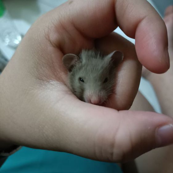 รวมกัน 92+ ภาพ หนูแฮมเตอร์ ไจแอนท์ ยุโรป สวยมาก