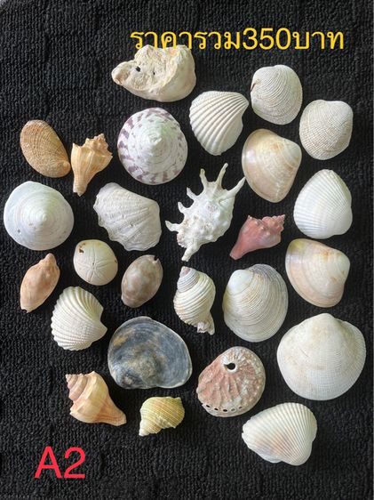 เปลือกหอย  🤎🧡🍃 รูปที่ 6