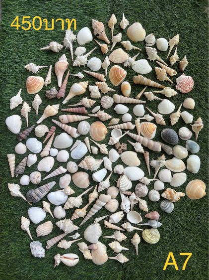 เปลือกหอย  🤎🧡🍃 รูปที่ 4