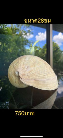 เปลือกหอย  🤎🧡🍃 รูปที่ 2