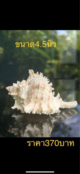 เปลือกหอย  🤎🧡🍃 รูปที่ 8