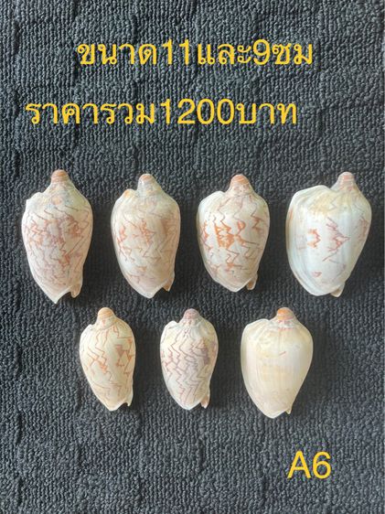 เปลือกหอย  🤎🧡🍃 รูปที่ 7