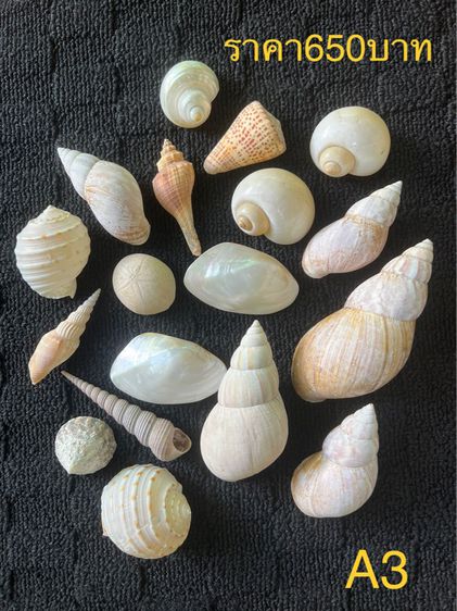 เปลือกหอย  🤎🧡🍃 รูปที่ 12