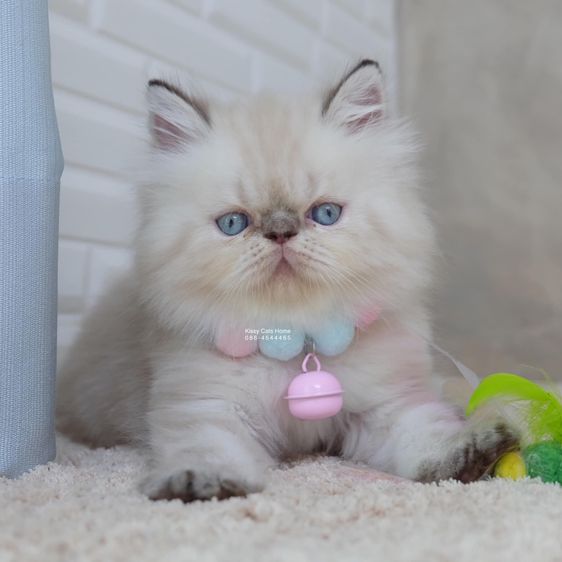 SOLD เมสัน ลูกแมวเอ็กโซติกขนยาว หิมาลายัน Exotic Longhair (colour point) Himalayan lynx point รูปที่ 3