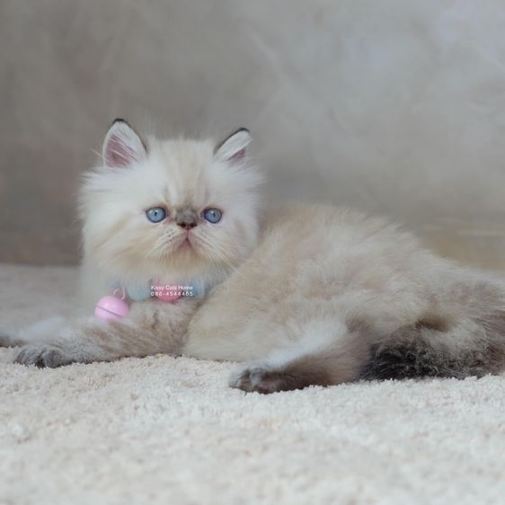 SOLD เมสัน ลูกแมวเอ็กโซติกขนยาว หิมาลายัน Exotic Longhair (colour point) Himalayan lynx point รูปที่ 6