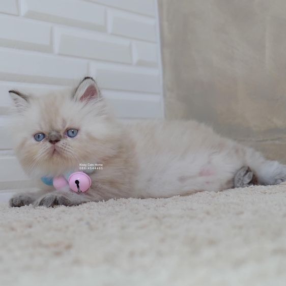 SOLD เมสัน ลูกแมวเอ็กโซติกขนยาว หิมาลายัน Exotic Longhair (colour point) Himalayan lynx point รูปที่ 2