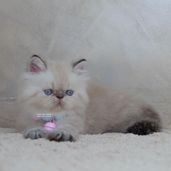 SOLD เมสัน ลูกแมวเอ็กโซติกขนยาว หิมาลายัน Exotic Longhair (colour point) Himalayan lynx point รูปที่ 4