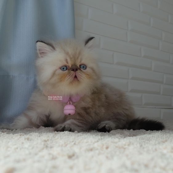 SOLD มาวิส ลูกแมวเอ็กโซติกขนยาว หิมาลายัน Exotic Longhair (colour point) Himalayan lynx point รูปที่ 3