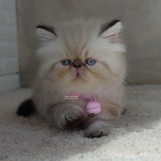 SOLD มาวิส ลูกแมวเอ็กโซติกขนยาว หิมาลายัน Exotic Longhair (colour point) Himalayan lynx point รูปที่ 4