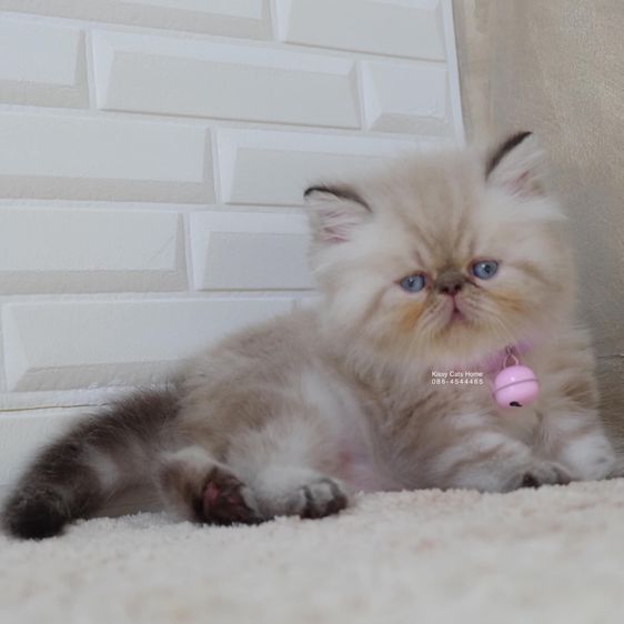 SOLD มาวิส ลูกแมวเอ็กโซติกขนยาว หิมาลายัน Exotic Longhair (colour point) Himalayan lynx point รูปที่ 2