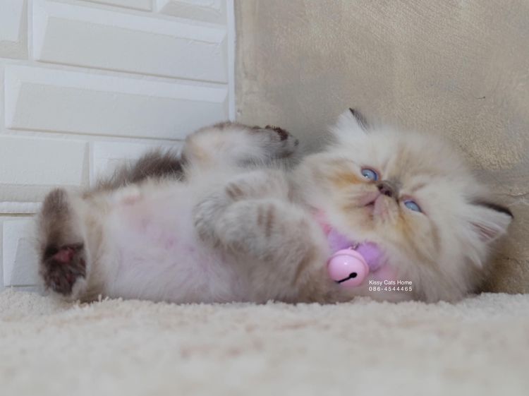 SOLD มาวิส ลูกแมวเอ็กโซติกขนยาว หิมาลายัน Exotic Longhair (colour point) Himalayan lynx point รูปที่ 5