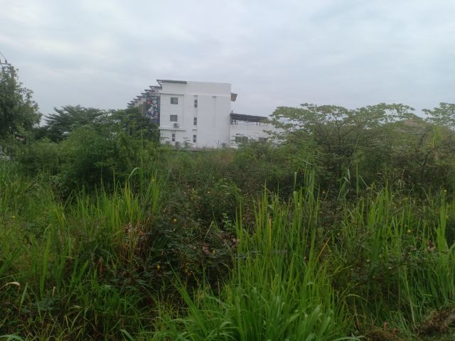 เคลียวัชพืช ขนทิ้งออกนอกพื้นที่ รูปที่ 15