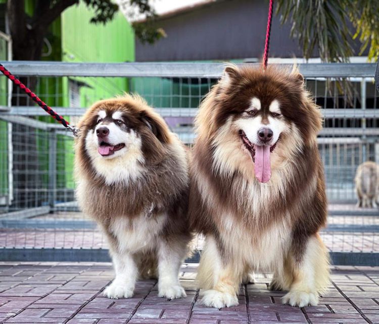 ลูกสุนัขอลาสกันไจแอนท์ เกรดนำเข้า พร้อมใบ รูปที่ 2