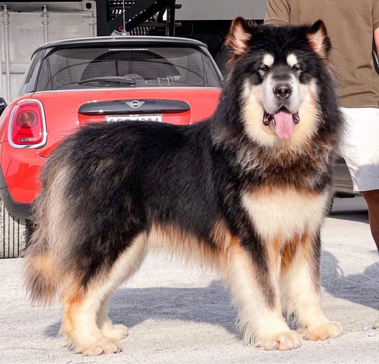 ลูกสุนัขอลาสกันไจแอนท์ เกรดนำเข้า พร้อมใบ รูปที่ 4