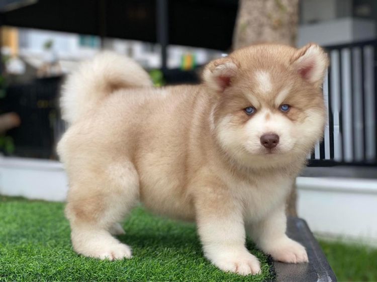 ไซบีเรียนวู้ดลี่โค้ท เกรดพรีเมียม พร้อมใบ รูปที่ 8