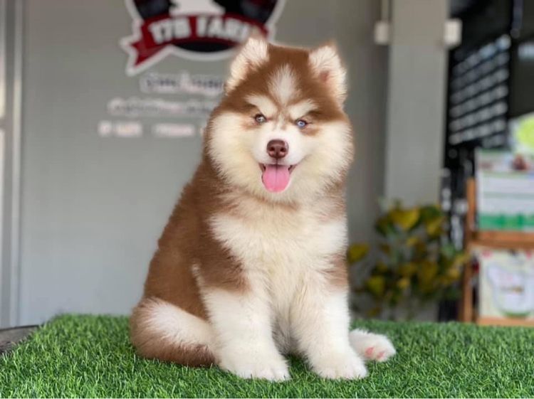 ไซบีเรียนวู้ดลี่โค้ท เกรดพรีเมียม พร้อมใบ รูปที่ 4