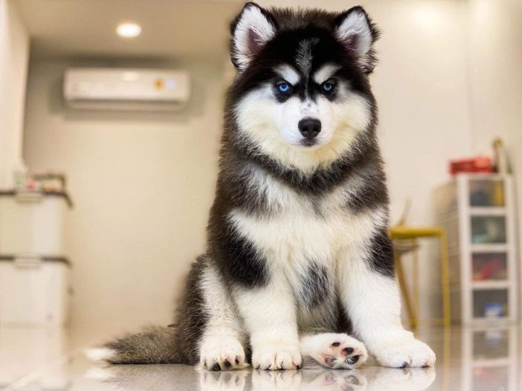 ไซบีเรียนวู้ดลี่โค้ท เกรดพรีเมียม พร้อมใบ รูปที่ 9